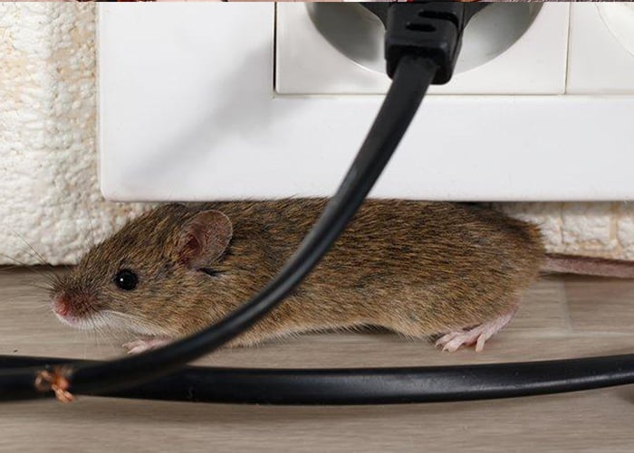 Mice treatment